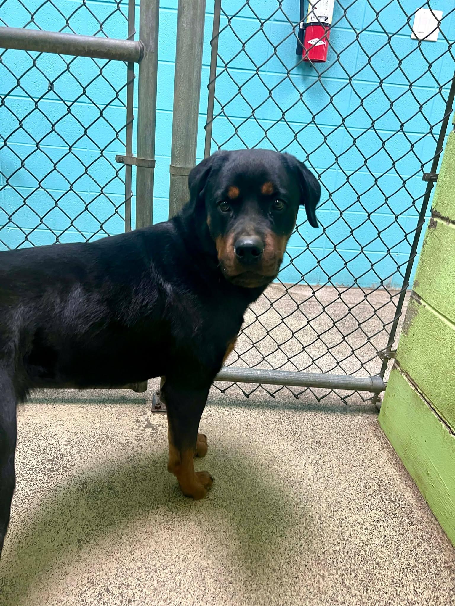 Ary, adoptable, Adult Female Rottweiler.