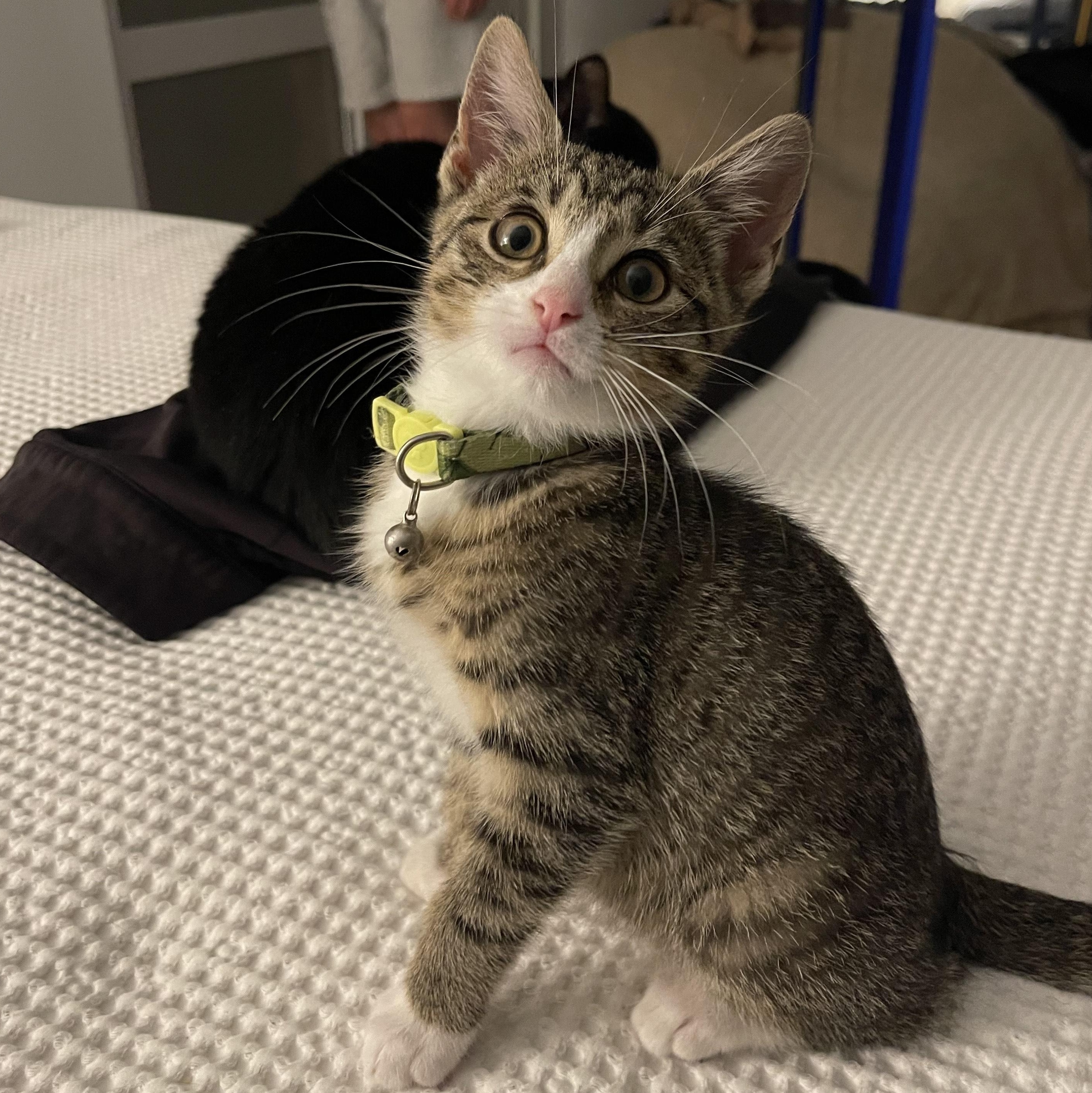 Gnocchi