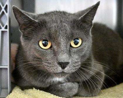 Enlarge Glinda, a Adoptable Domestic Short Hair in West Seneca, NY image 1/3