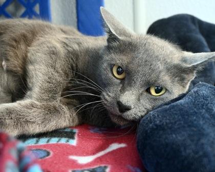 Enlarge Glinda, a Adoptable Domestic Short Hair in West Seneca, NY image 2/3