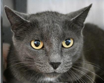 Enlarge Glinda, a Adoptable Domestic Short Hair in West Seneca, NY image 3/3