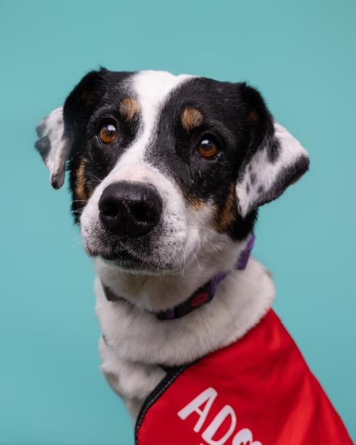 Enlarge Reina, a ADOPTABLE mixed breed in Manhasset, NY image 1/6