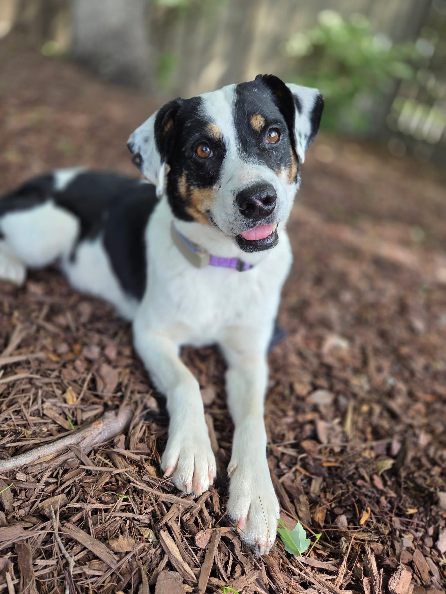 Enlarge Reina, a ADOPTABLE mixed breed in Manhasset, NY image 2/6