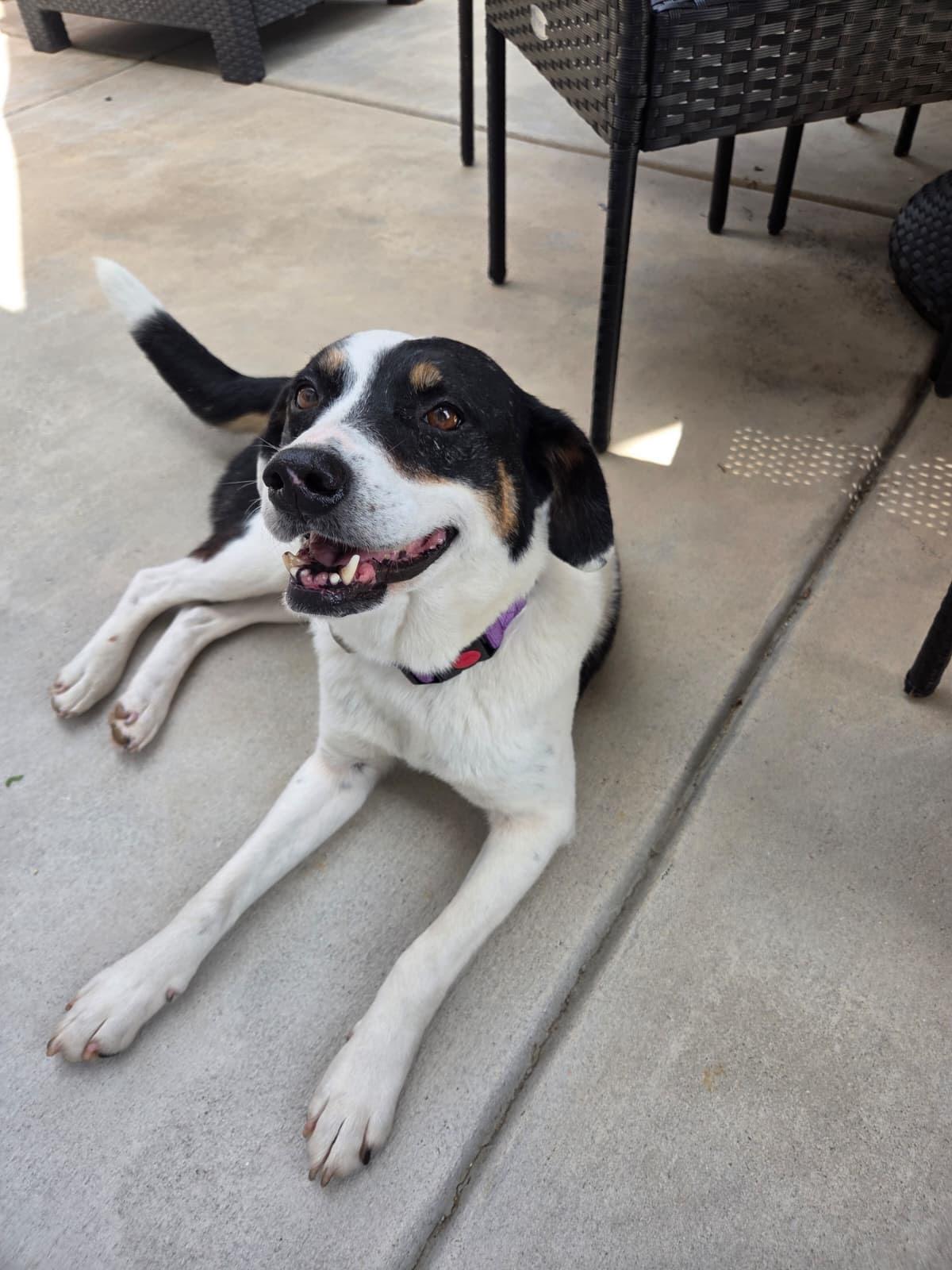 Enlarge Reina, a ADOPTABLE mixed breed in Manhasset, NY image 6/6