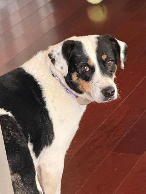 Enlarge Reina, a ADOPTABLE mixed breed in Manhasset, NY image 3/6