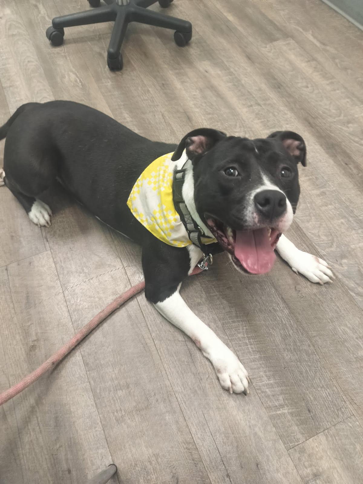 Enlarge Fatima, a Adoptable mixed breed in Saint Augustine, FL image 1/2