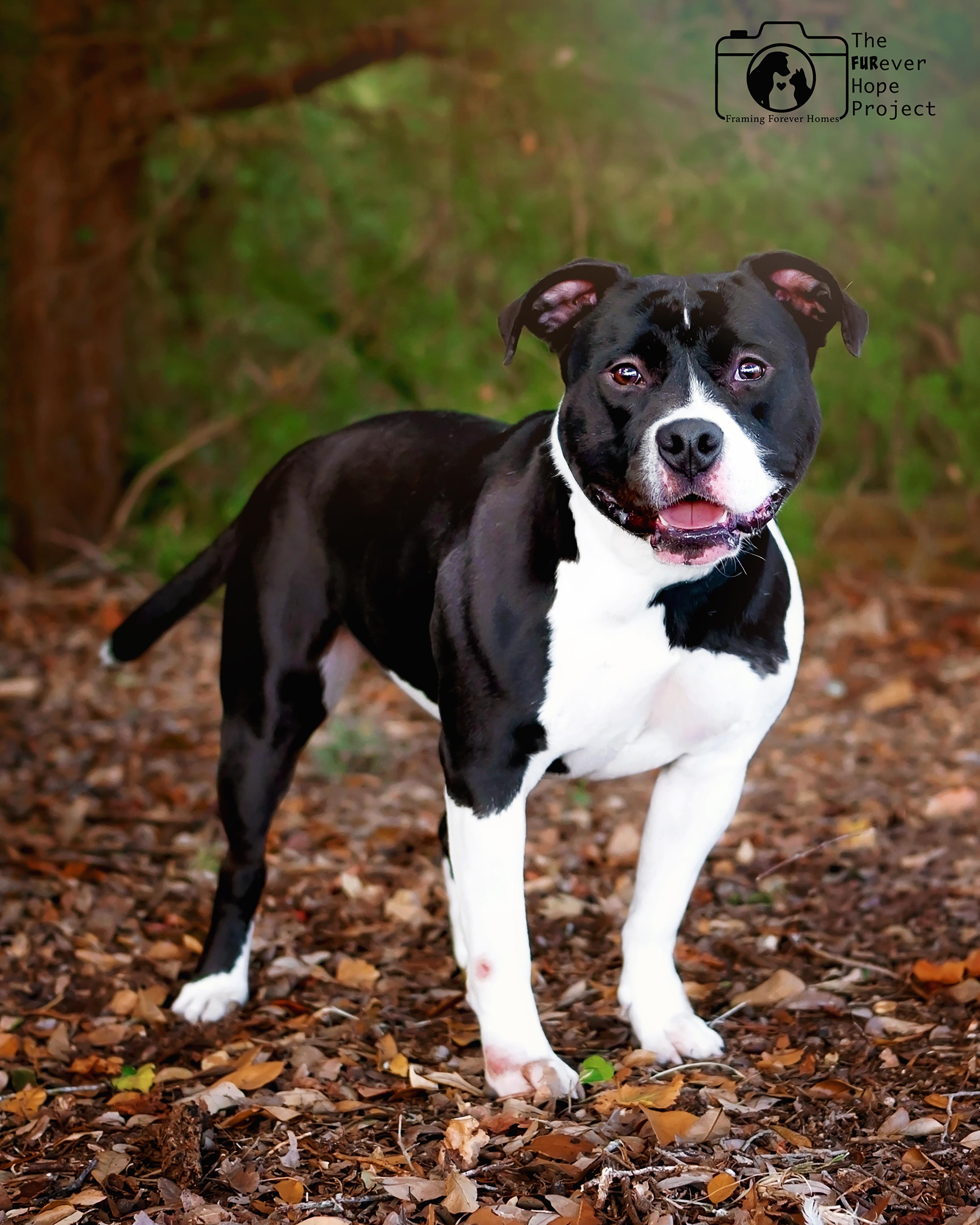 Fatima, Adoptable, Young Female American Staffordshire Terrier.