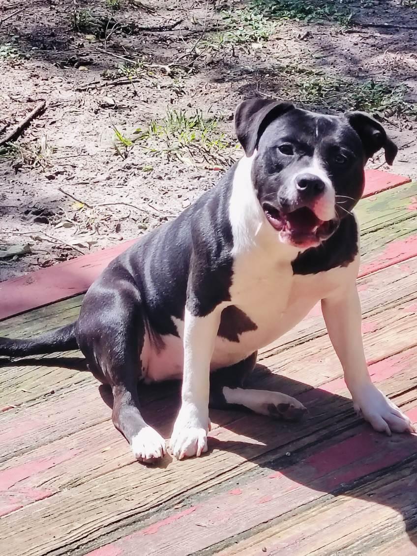 Enlarge Fatima, a Adoptable mixed breed in Saint Augustine, FL image 2/2