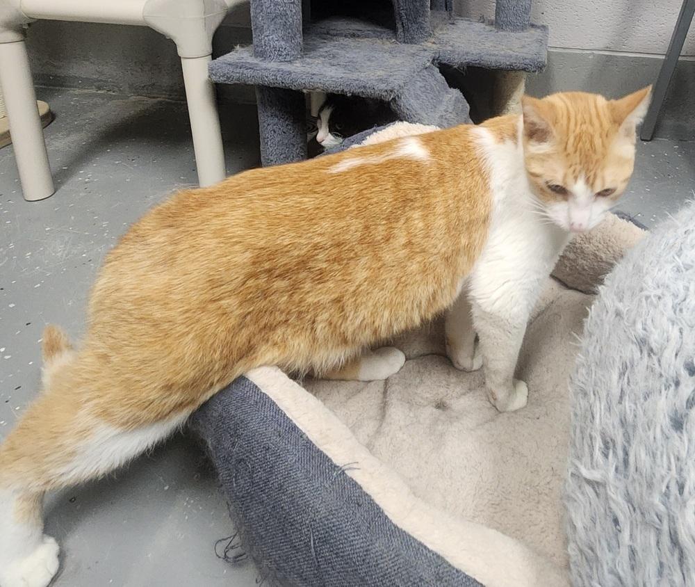 MAX, Adoptable, Adult Male Domestic Short Hair & Tabby.