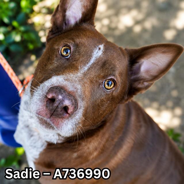 Enlarge SADIE, a Adoptable Pit Bull Terrier in Sacramento, CA image 1/1