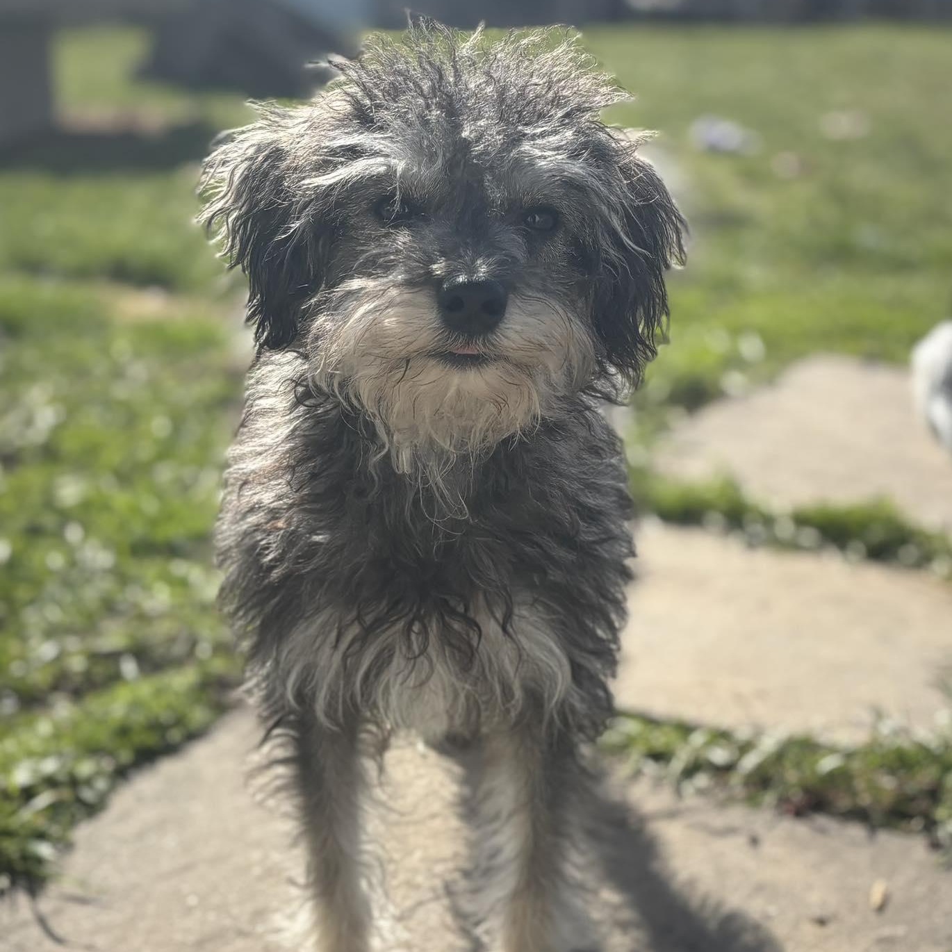 Treeger, adoptable, Puppy Male Schnauzer & Poodle.