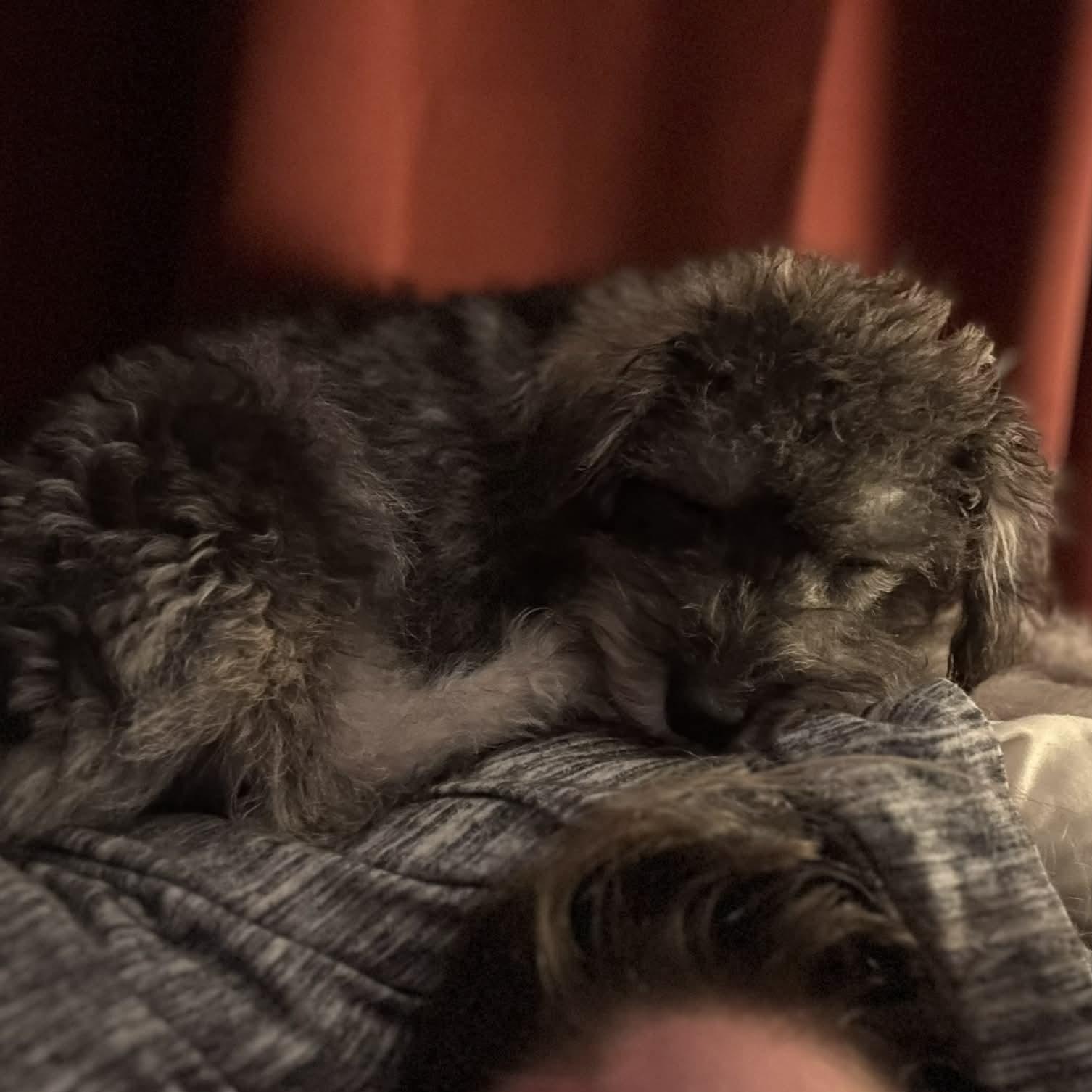 Enlarge Treeger, an adoptable mixed breed in Rochester, NY image 3/6