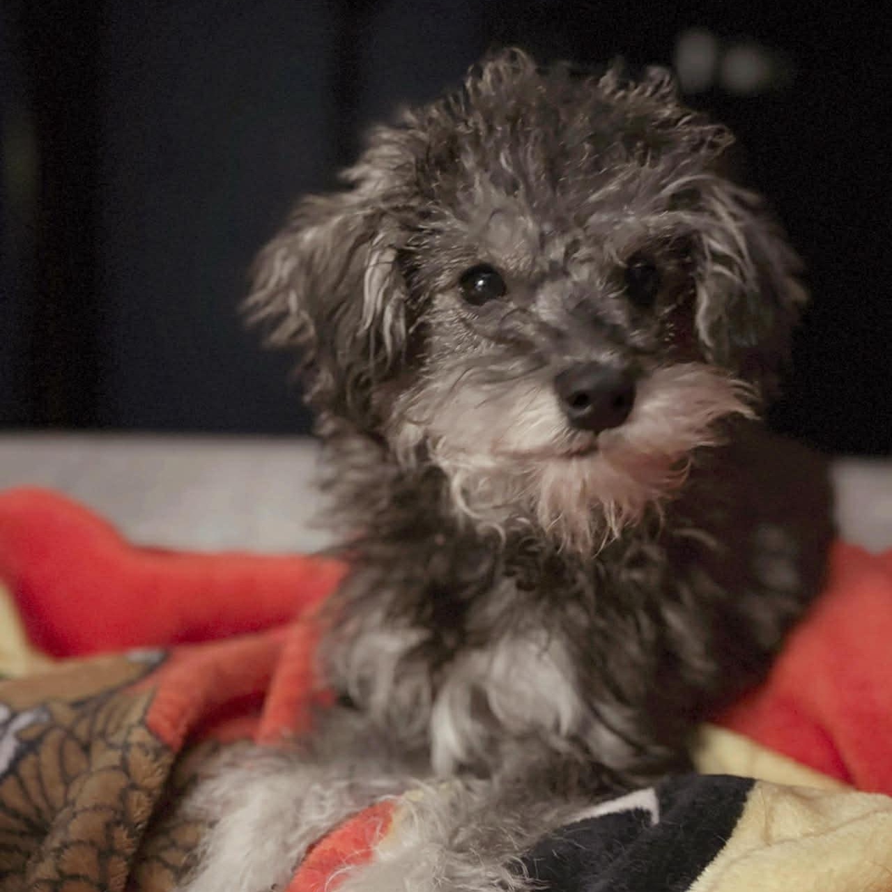 Enlarge Treeger, an adoptable mixed breed in Rochester, NY image 2/6