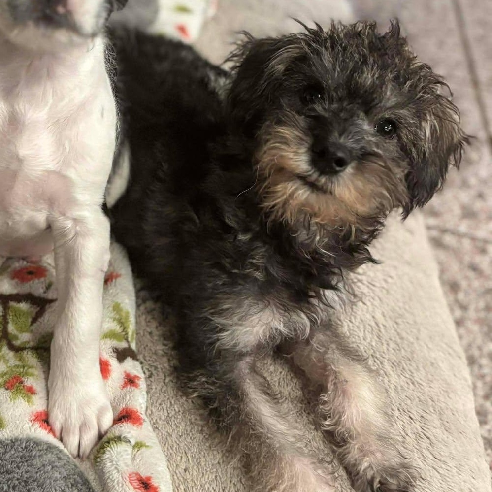 Enlarge Treeger, an adoptable mixed breed in Rochester, NY image 4/6