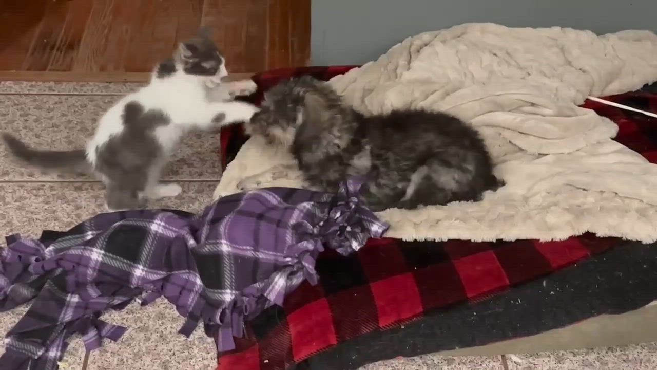 Enlarge Treeger, an adoptable mixed breed in Rochester, NY video 5/6