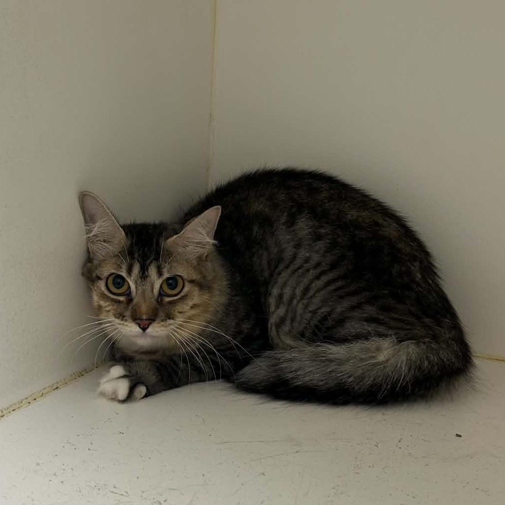 Millie (C25), Adoptable, Young Male American Shorthair.