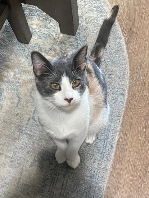 Callie (10 months), a ADOPTABLE Domestic Short Hair in Los Angeles, CA image 2/6