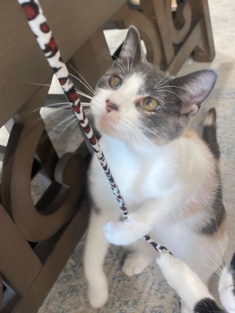 Callie (10 months), a ADOPTABLE Domestic Short Hair in Los Angeles, CA image 5/6