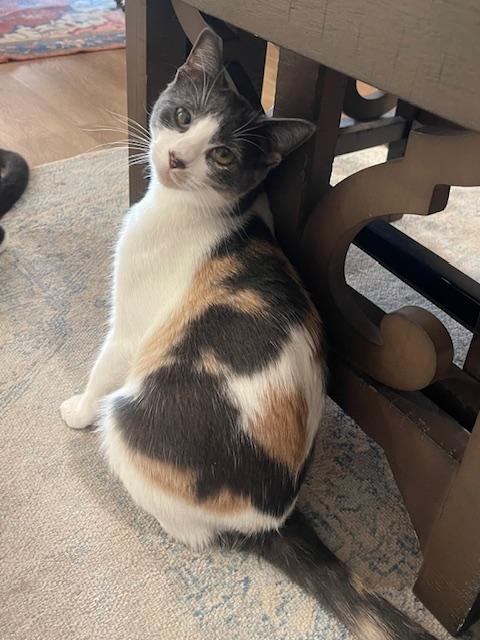 Callie (10 months), a ADOPTABLE Domestic Short Hair in Los Angeles, CA image 4/6