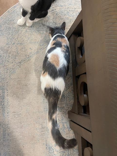 Callie (10 months), a ADOPTABLE Domestic Short Hair in Los Angeles, CA image 3/6