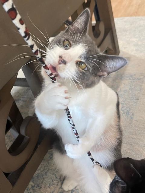 Callie (10 months), a ADOPTABLE Domestic Short Hair in Los Angeles, CA image 6/6