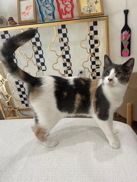 Callie (10 months), a ADOPTABLE Domestic Short Hair in Los Angeles, CA image 1/6