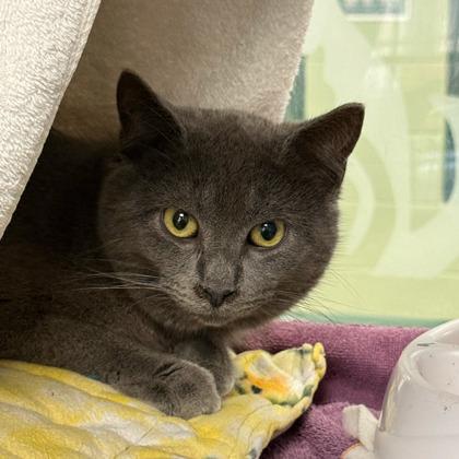 Enlarge London Fog, a Adoptable mixed breed in Madison, WI image 2/2