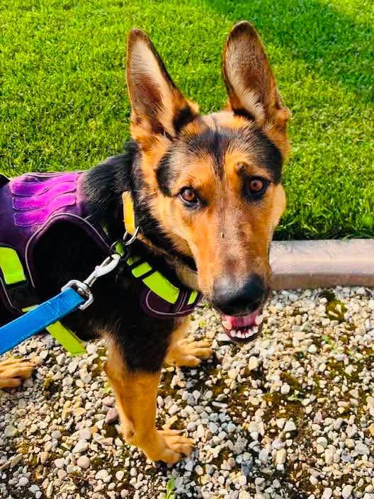 Enlarge Maple, a ADOPTABLE mixed breed in Edmonton, AB image 2/2