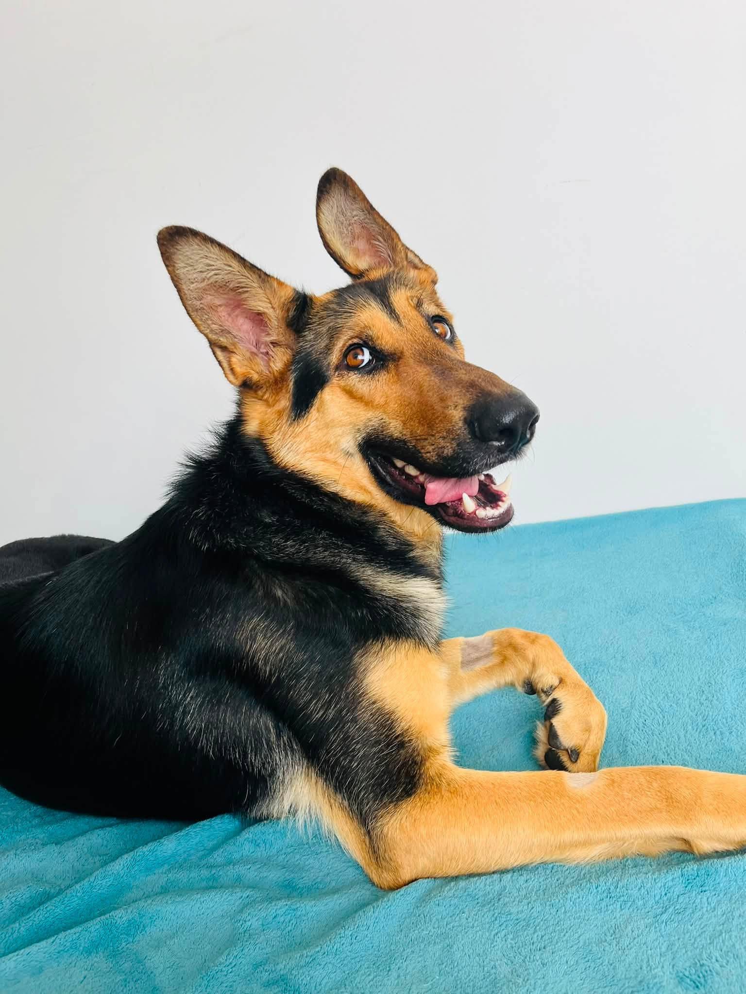 Maple, ADOPTABLE, Adult Female German Shepherd Dog.