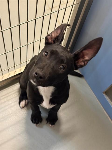 Enlarge FERN, a Adoptable mixed breed in South Lake Tahoe, CA image 1/1