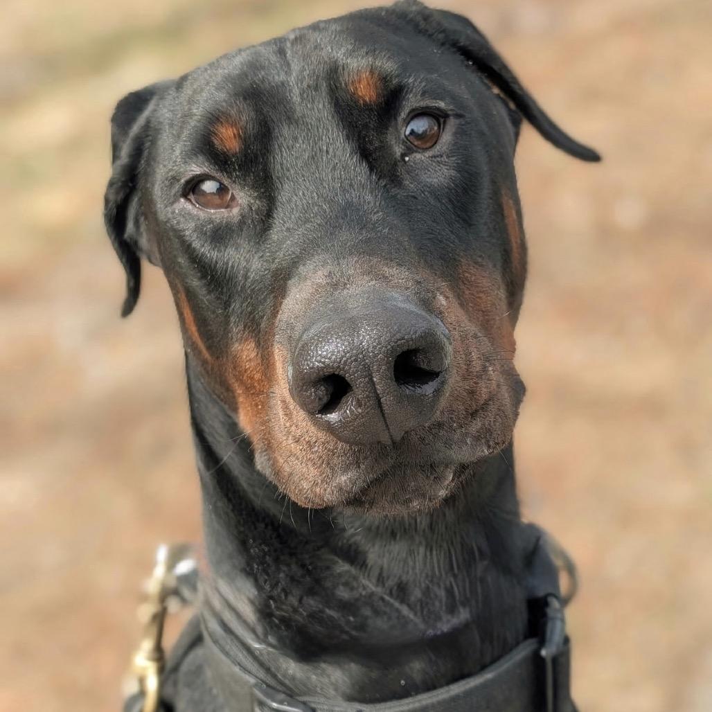 7927 Koda and Kira, Adoptable, Adult Male Doberman Pinscher.