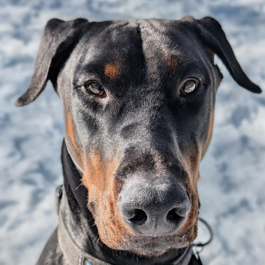 7927 Koda and Kira, Adoptable, Adult Male Doberman Pinscher.