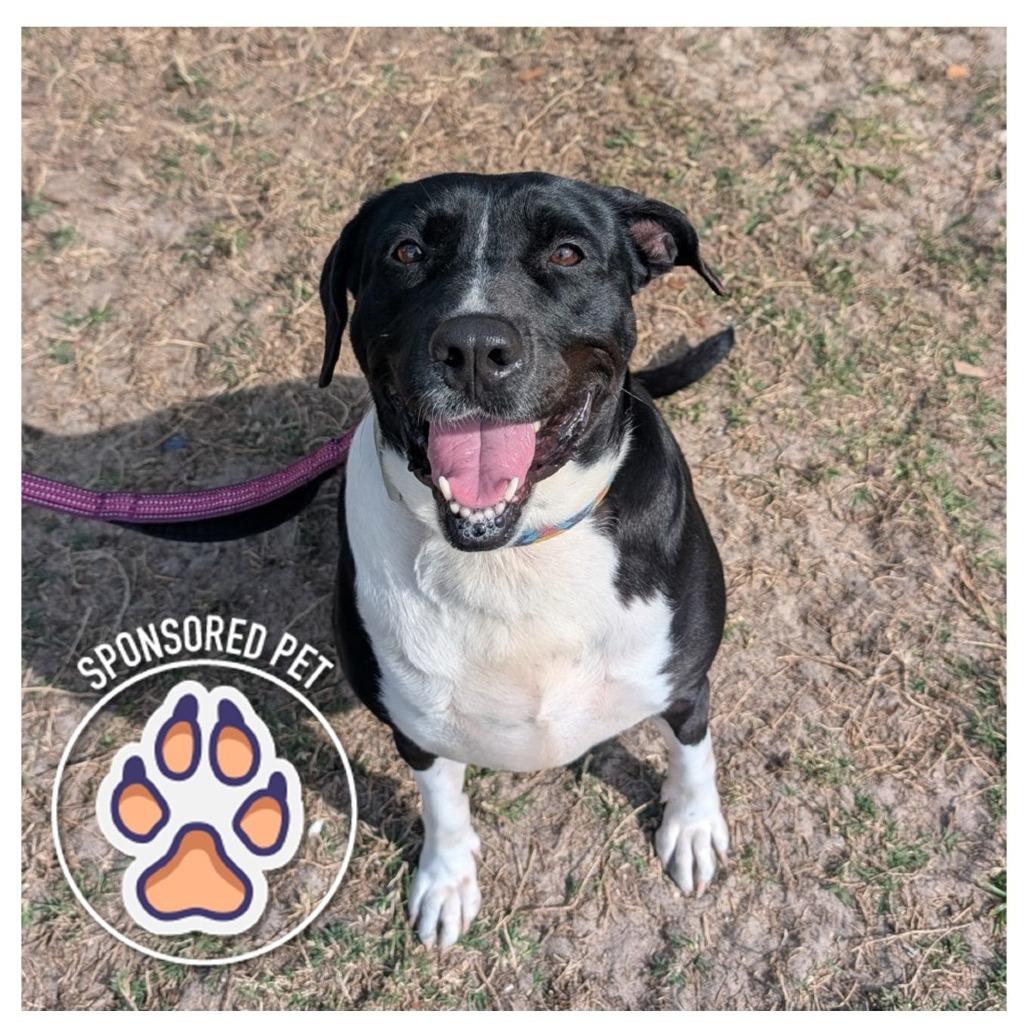 Enlarge Riley, a Adoptable mixed breed in Lakeland, FL image 1/4