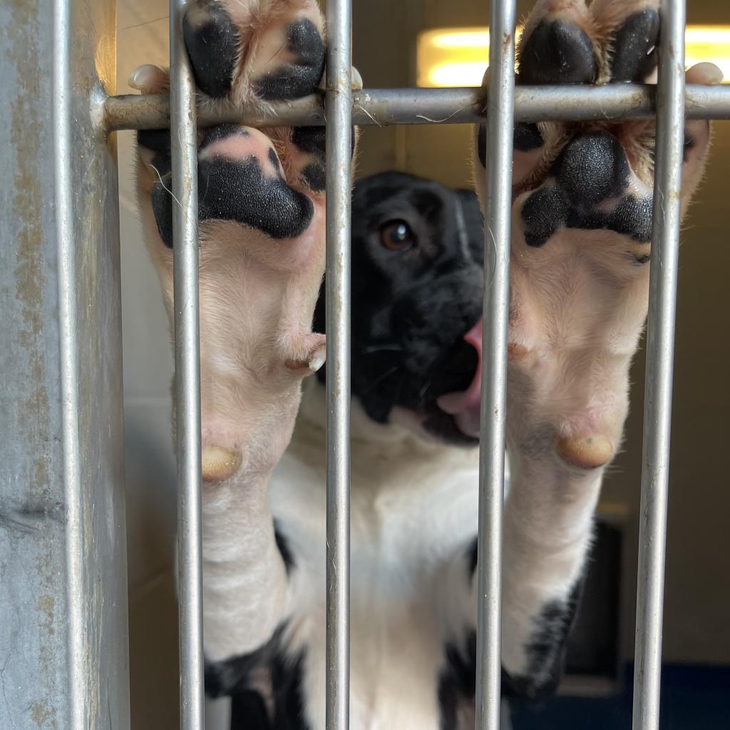 Enlarge Riley, a Adoptable mixed breed in Lakeland, FL image 2/4