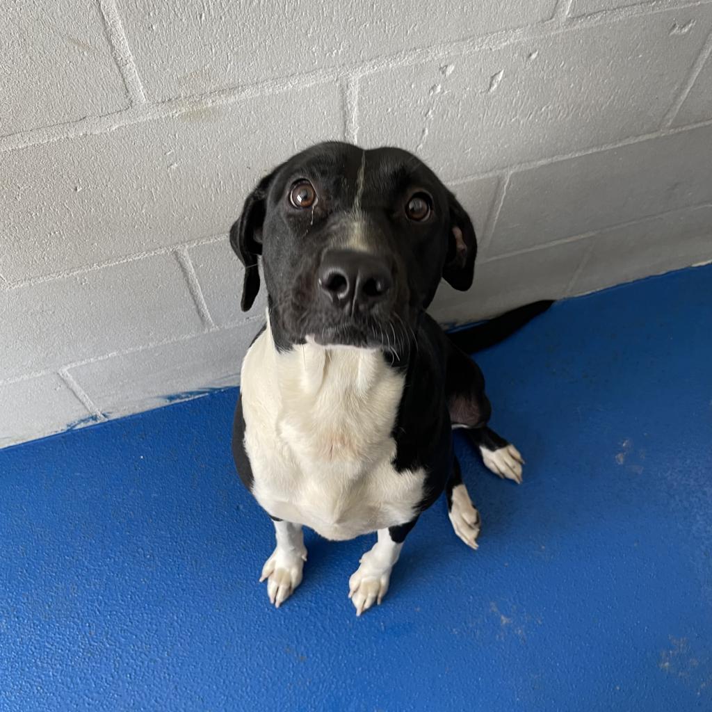 Enlarge Riley, a Adoptable mixed breed in Lakeland, FL image 3/4