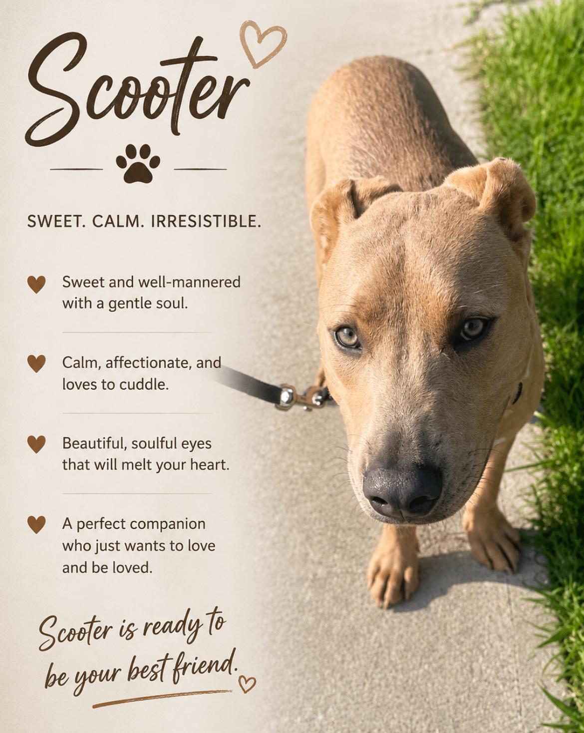 Scooter, a Adoptable mixed breed in Brooklyn, NY image 6/6