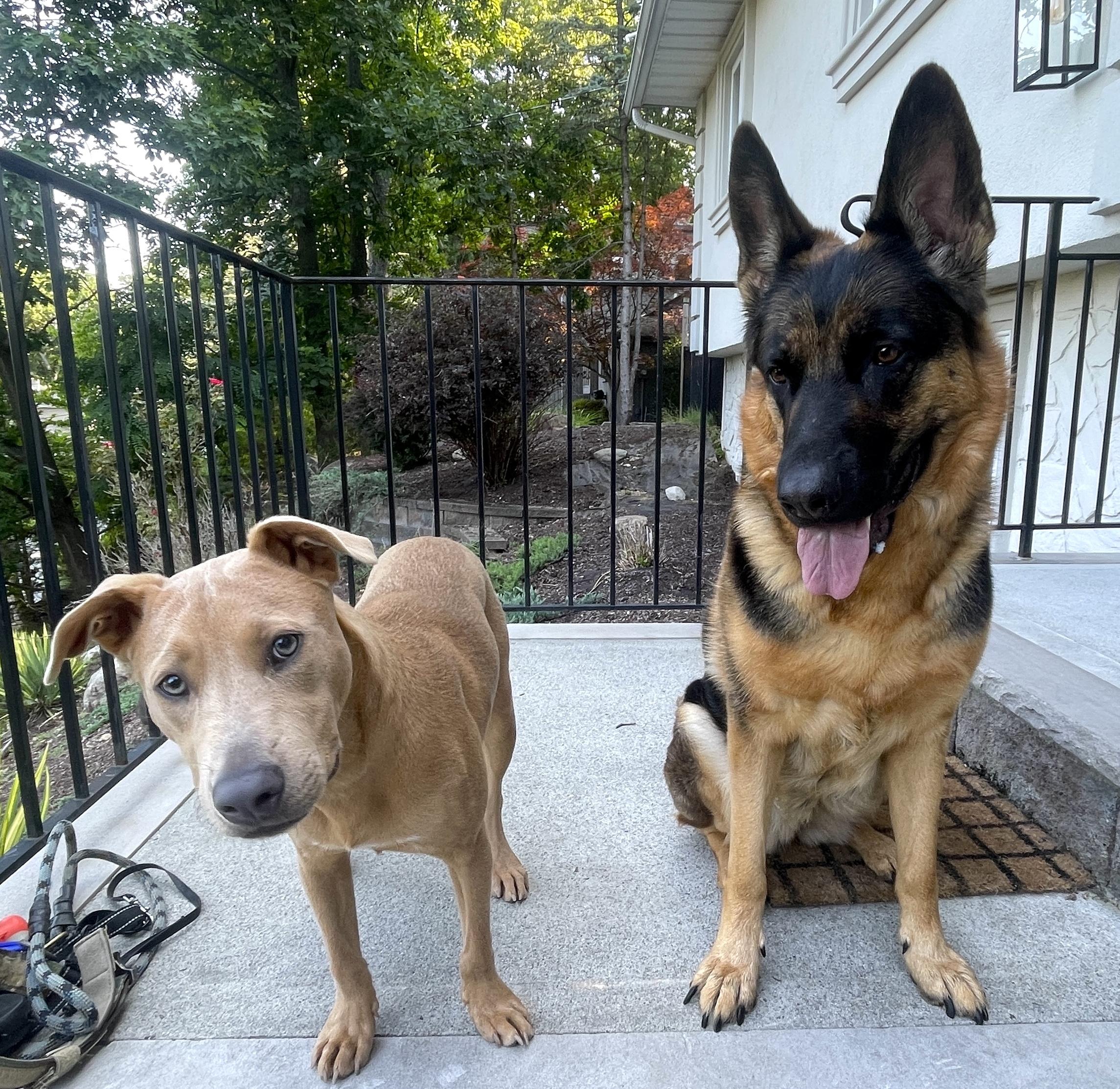Scooter, a Adoptable mixed breed in Brooklyn, NY image 2/6
