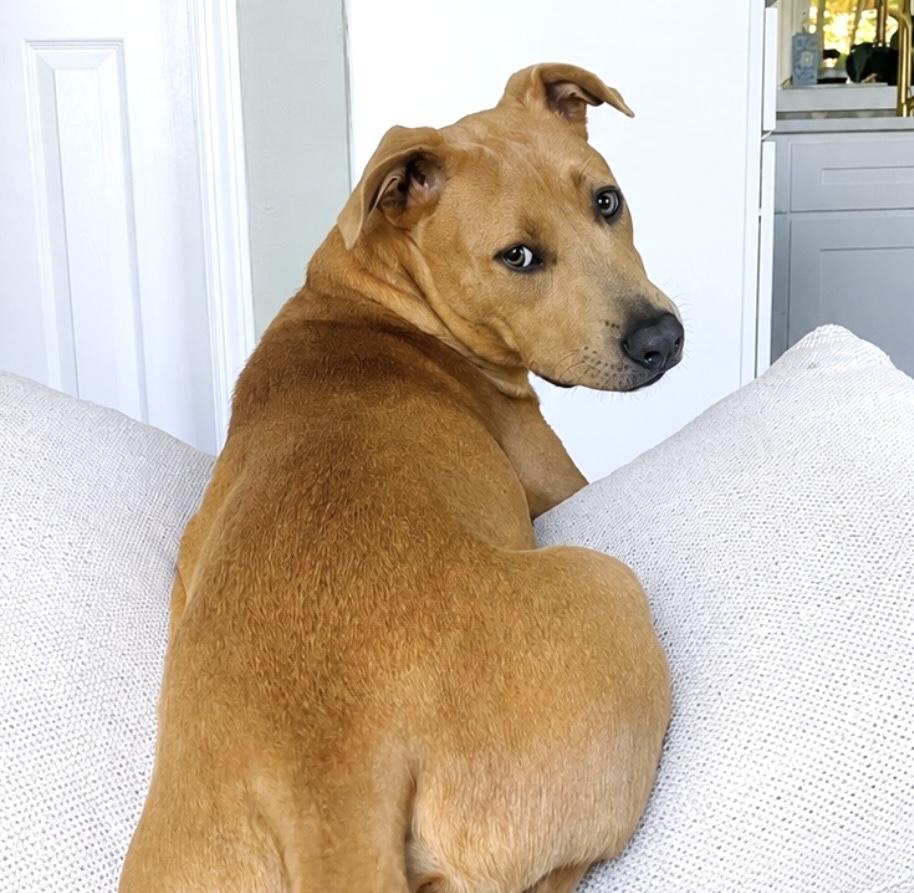 Scooter, a Adoptable mixed breed in Brooklyn, NY image 5/6