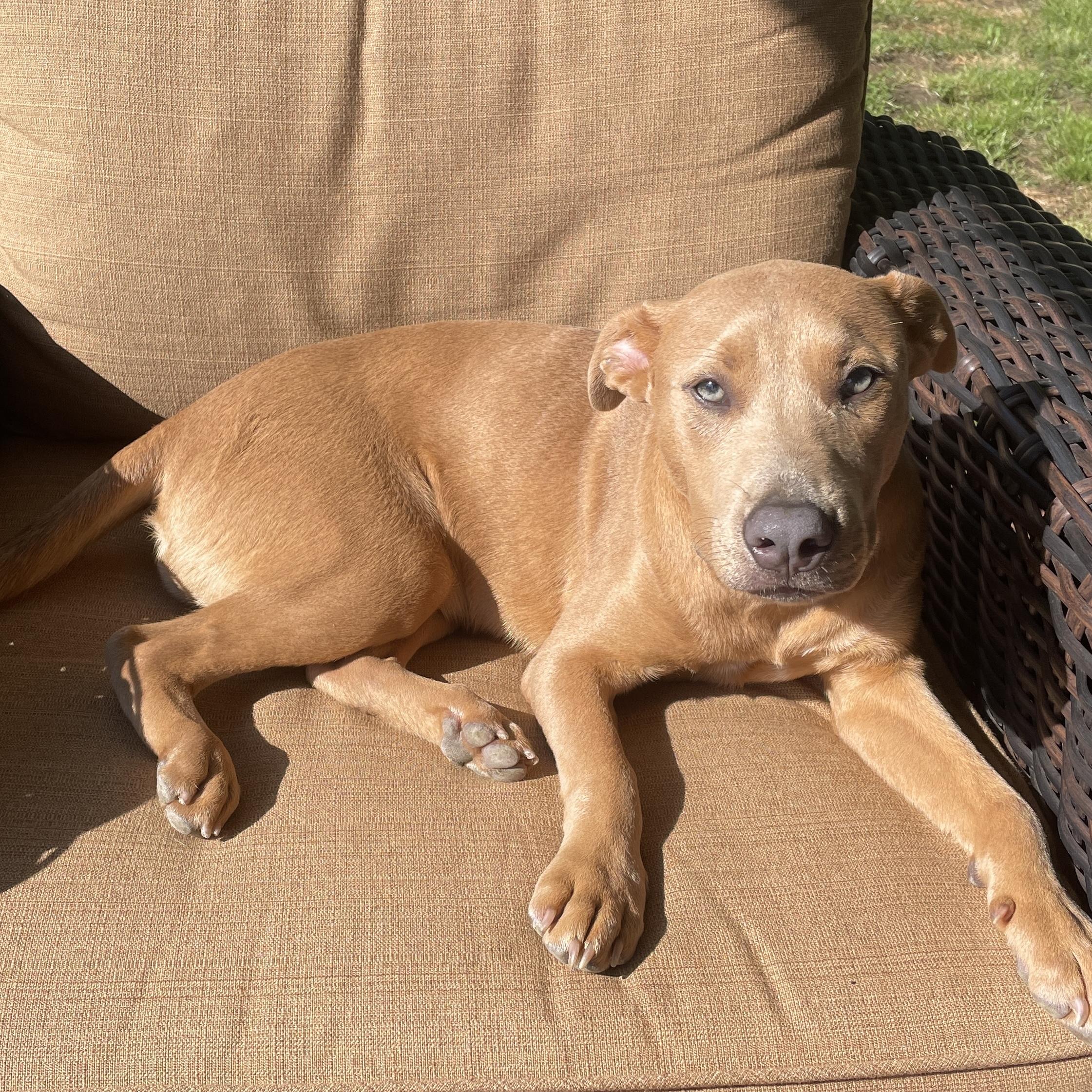 Scooter, a Adoptable mixed breed in Brooklyn, NY image 3/6