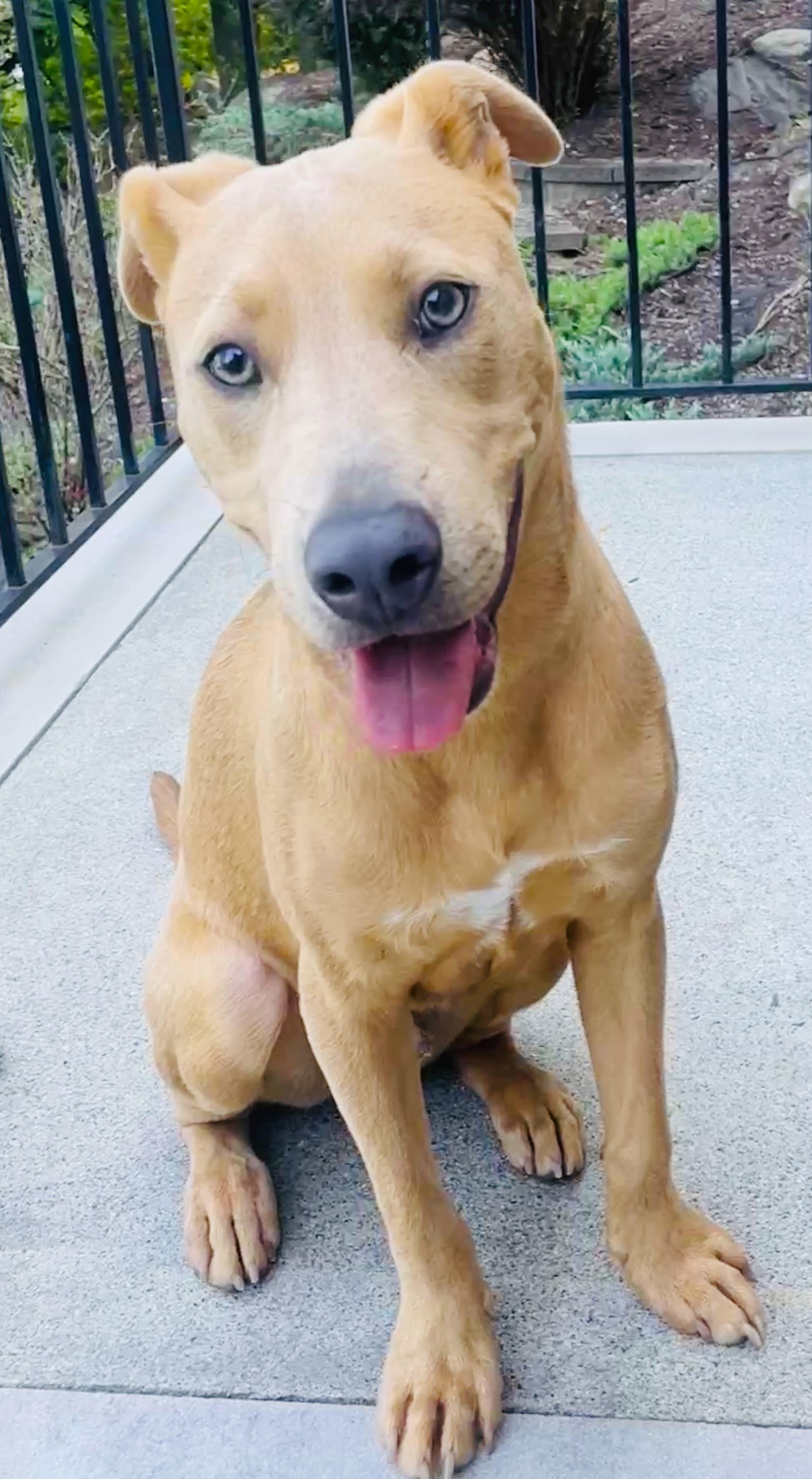 Scooter, a Adoptable mixed breed in Brooklyn, NY image 4/6