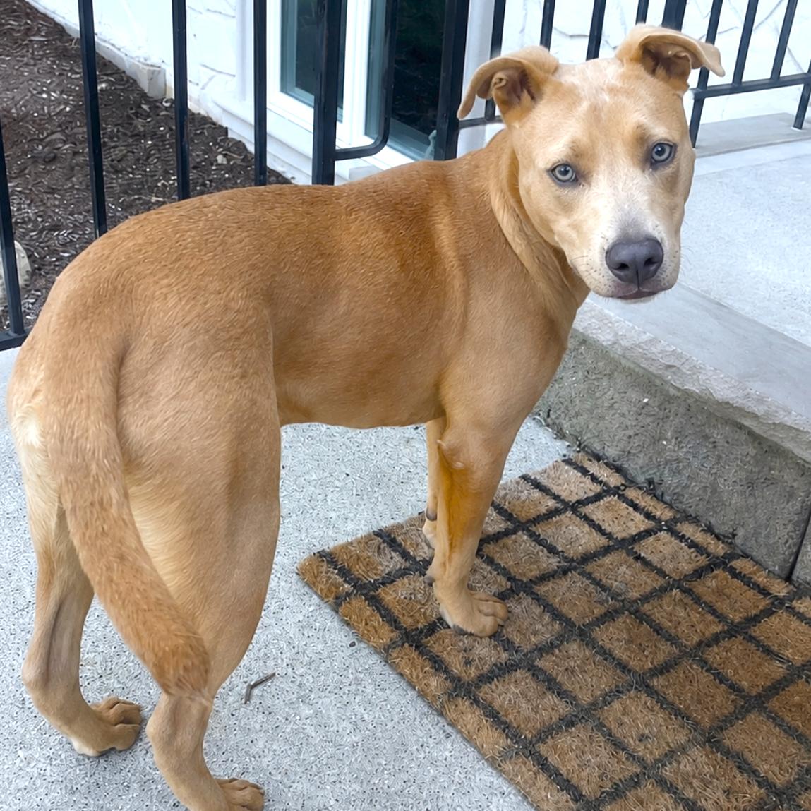 Scooter, a Adoptable mixed breed in Brooklyn, NY image 1/6