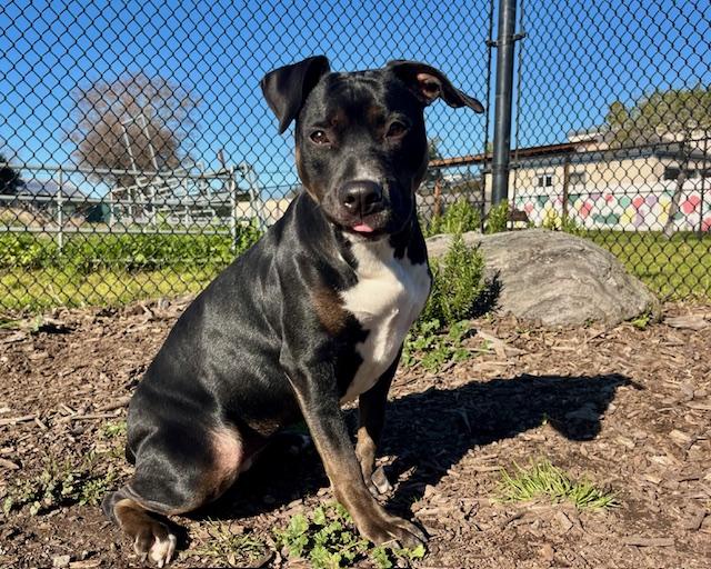 Enlarge LOLA*, a Adoptable mixed breed in Santa Cruz, CA image 1/1