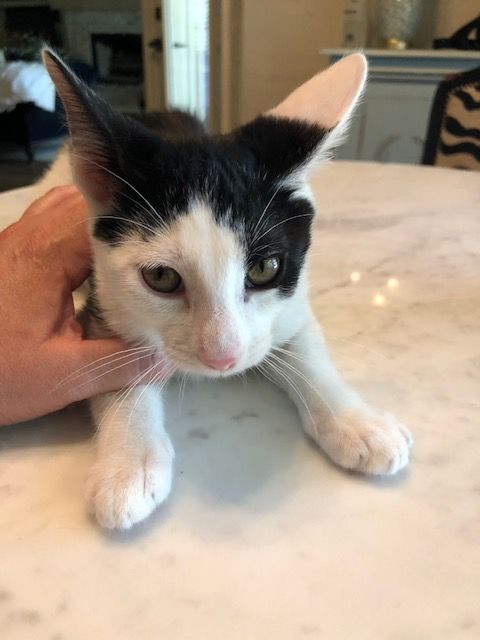 Enlarge FERRIS, a Adoptable Domestic Short Hair in Flint, TX image 1/10