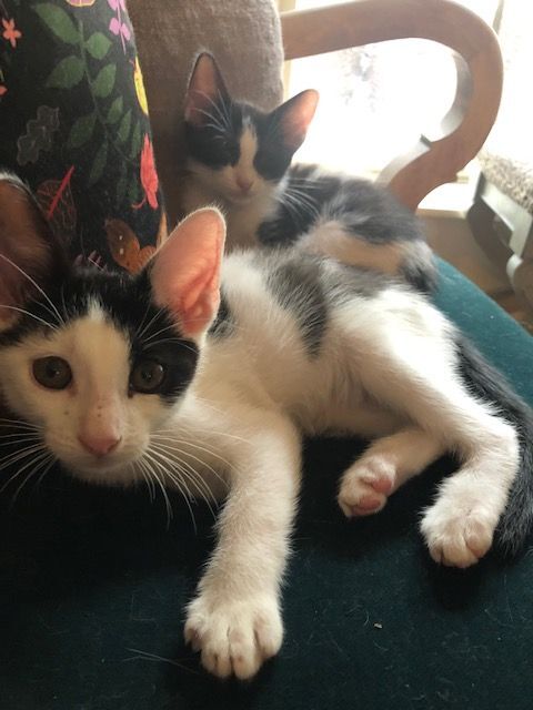 Enlarge FERRIS, a Adoptable Domestic Short Hair in Flint, TX image 2/10