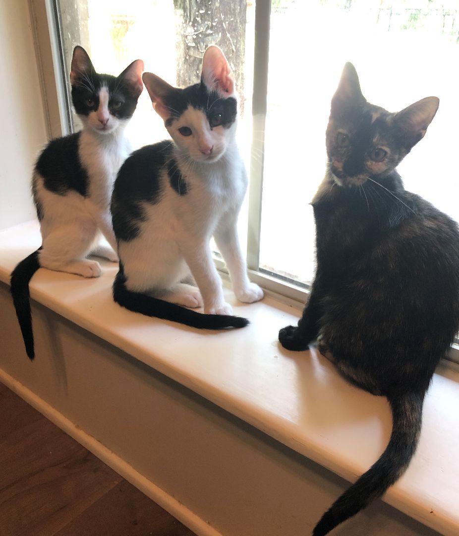 Enlarge FERRIS, a Adoptable Domestic Short Hair in Flint, TX image 3/10