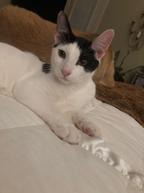 Enlarge FERRIS, a Adoptable Domestic Short Hair in Flint, TX image 4/10