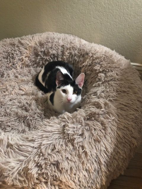 Enlarge FERRIS, a Adoptable Domestic Short Hair in Flint, TX image 5/10