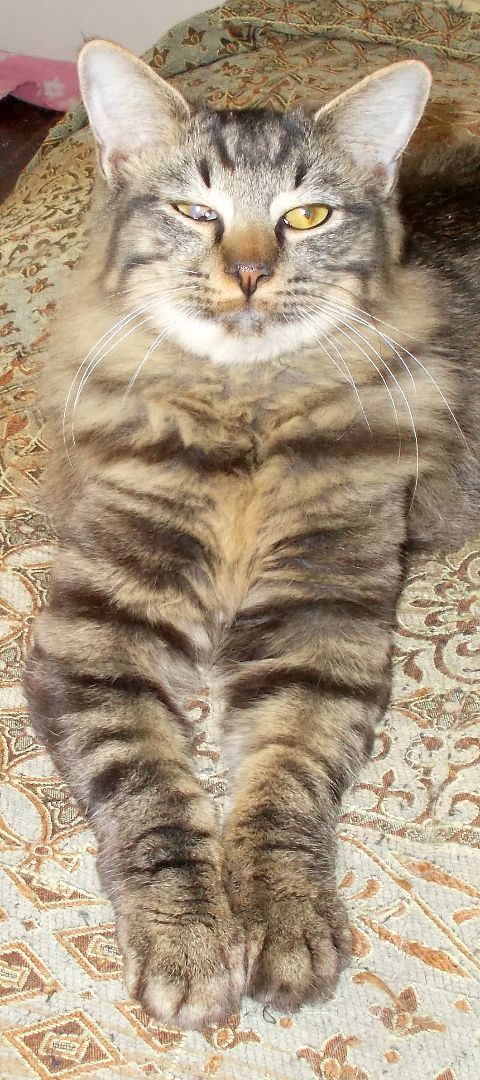 Boomer, a Adoptable Domestic Medium Hair in Chattanooga, TN image 3/5