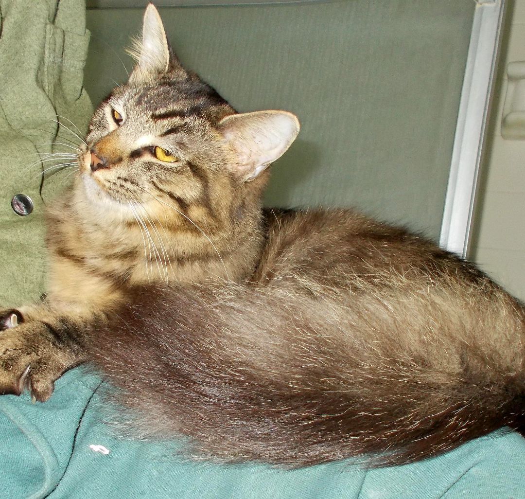 Boomer, a Adoptable Domestic Medium Hair in Chattanooga, TN image 4/5