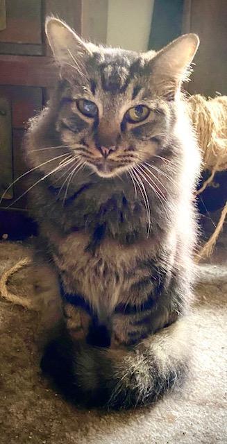 Enlarge Boomer, a Adoptable Domestic Medium Hair in Chattanooga, TN image 3/6